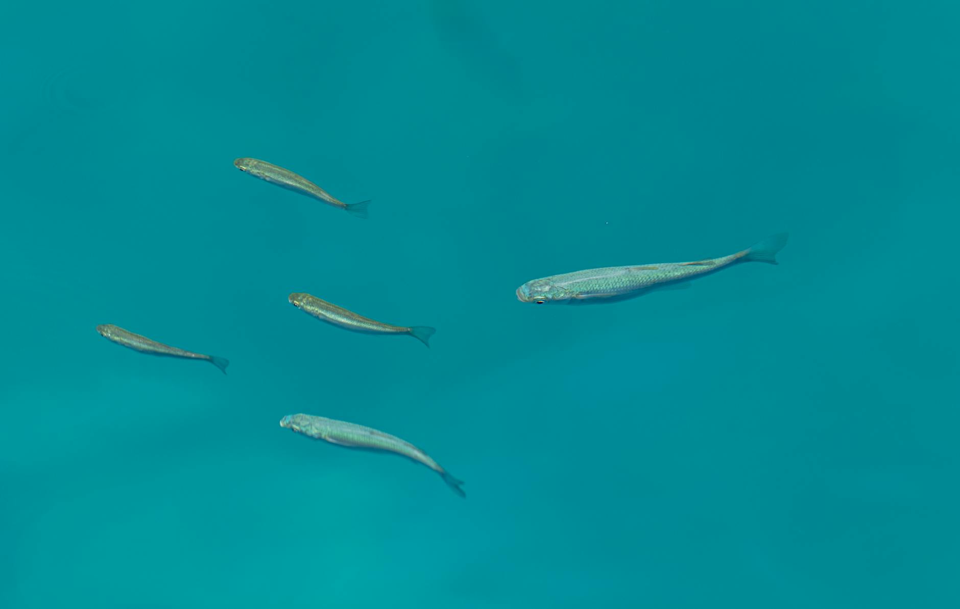 Giao diện bắn cá 3D với khung cảnh đại dương sống động