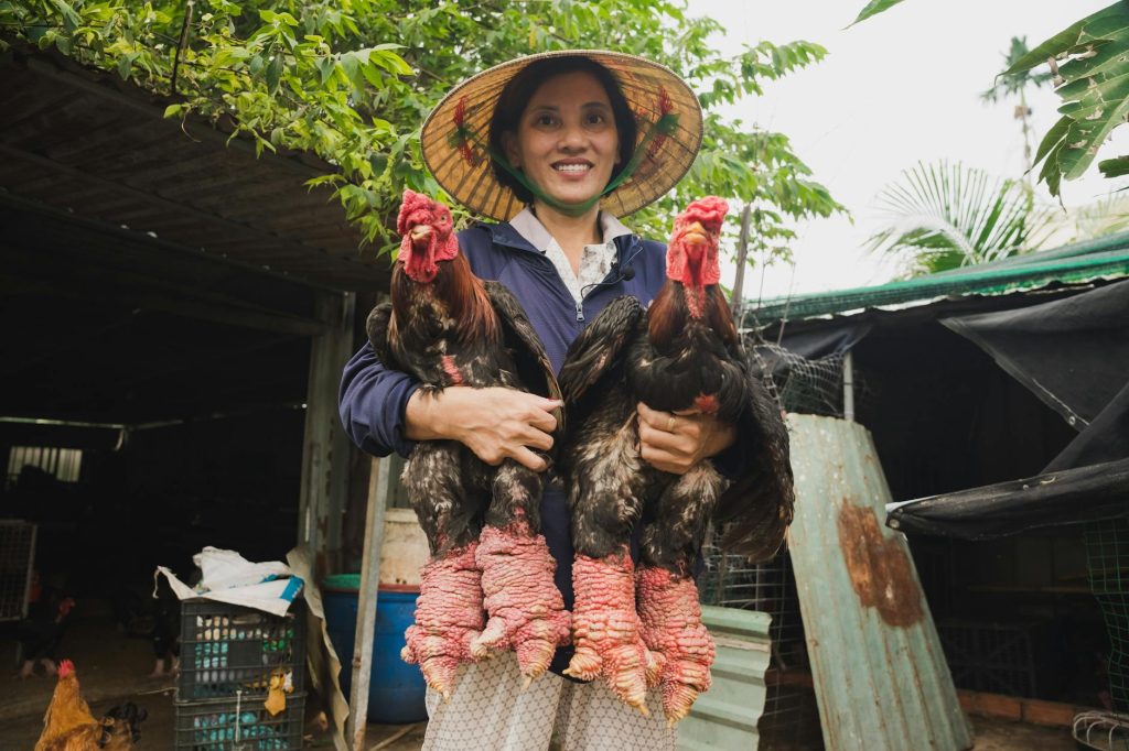 Hai chiến kê trước giờ thi đấu với dáng đứng rõ ràng để người xem quan sát thể trạng