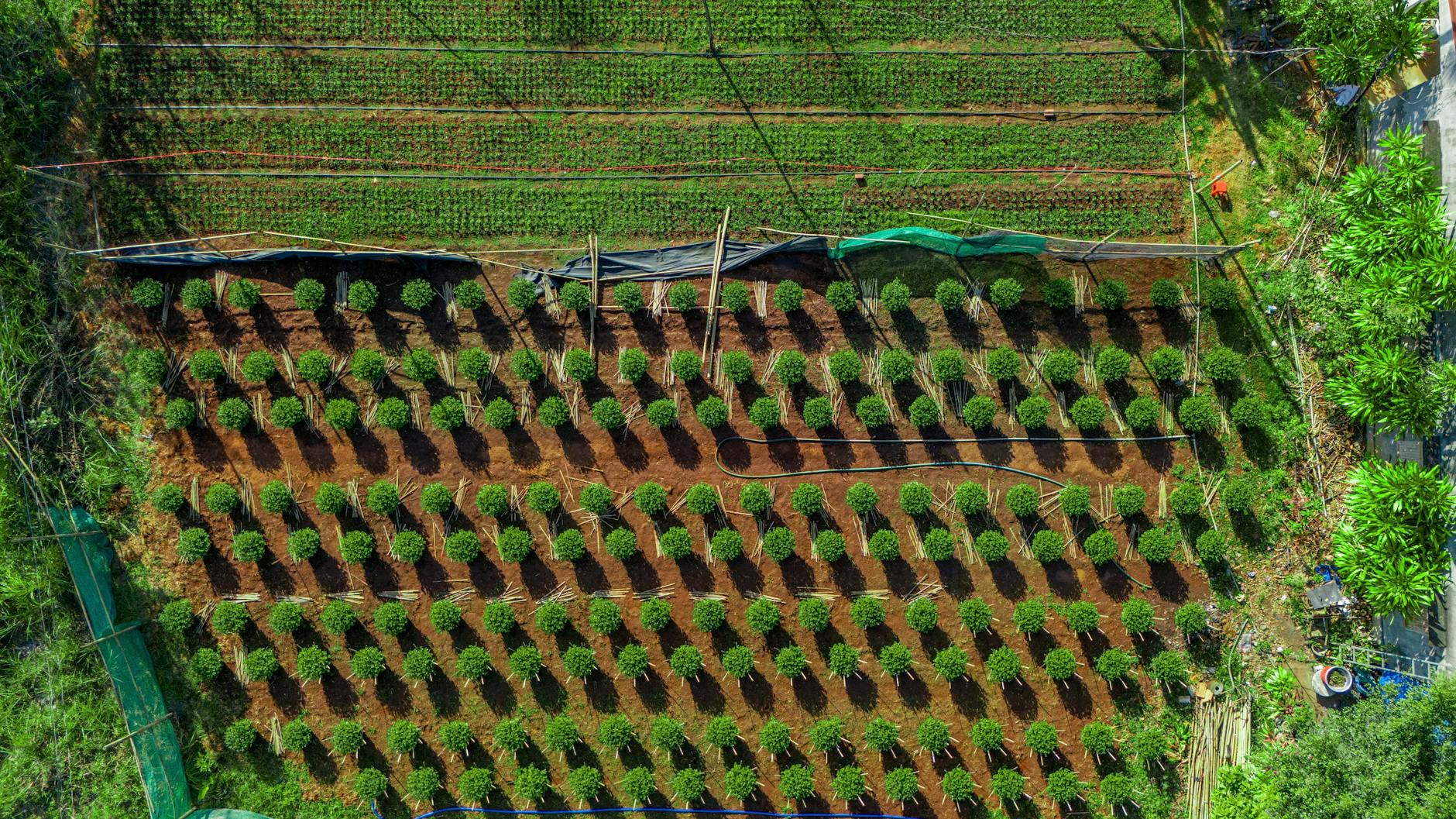 Người chơi ghi chú ngân sách trước khi tham gia xổ số trực tuyến