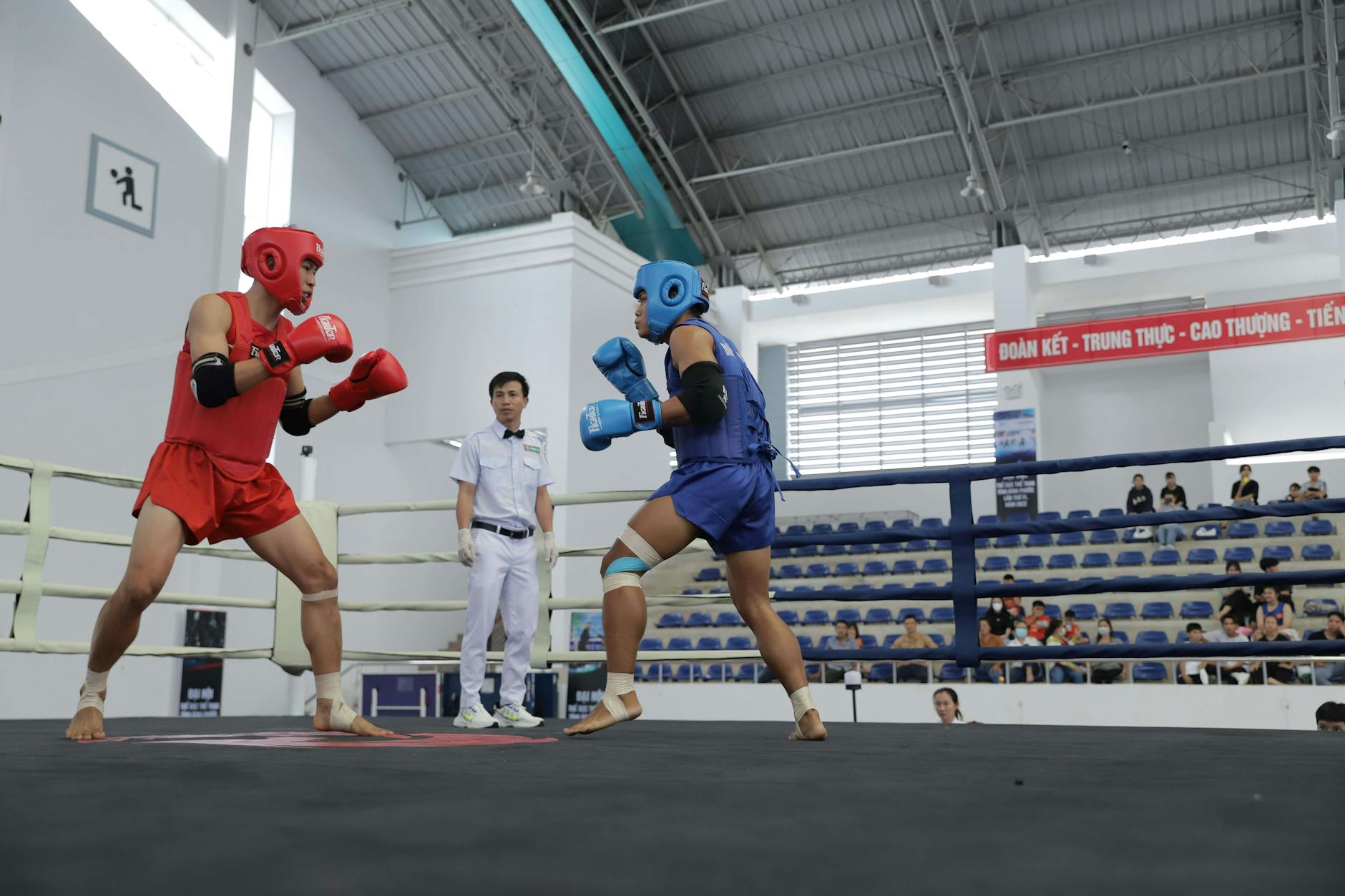 Chiến kê khởi động trước trận với thể trạng sung mãn