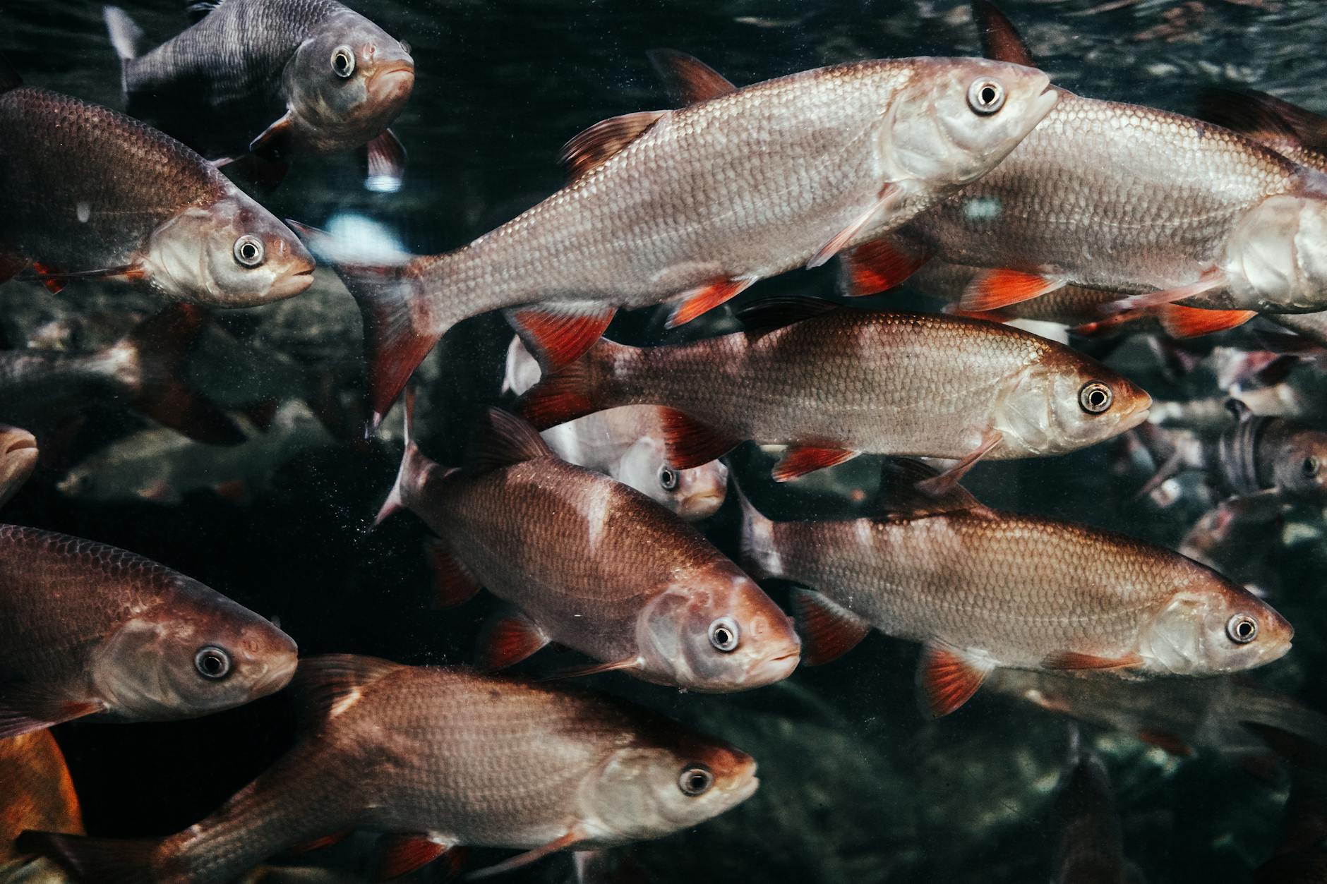 Màn hình bắn cá có boss và nhiều cá nhỏ đi kèm