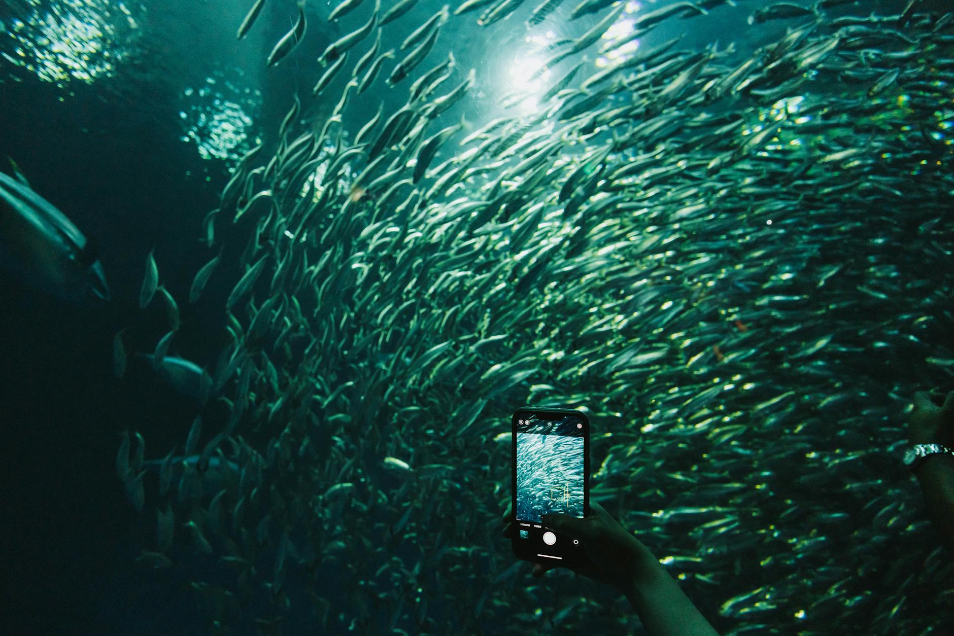 Cảnh đàn cá di chuyển dày trong game bắn cá, phù hợp minh họa mẹo chọn mục tiêu tiết kiệm đạn